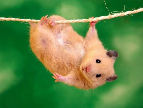 9.funny_hamster.jpg